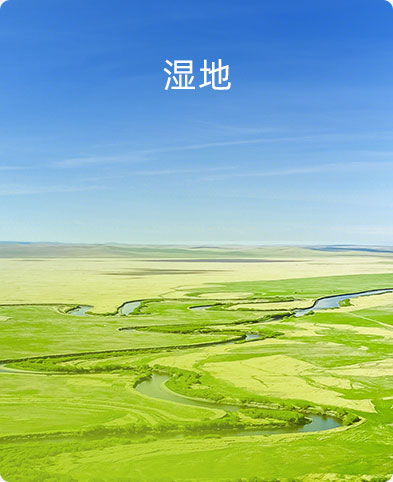 濕地
